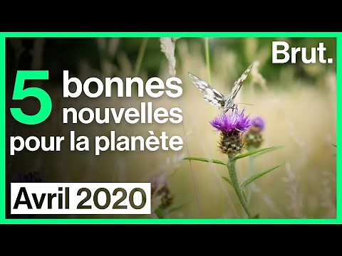 5 bonnes nouvelles pour la planète