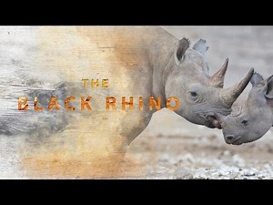 Black Rhinoceros: an Endangered Species
