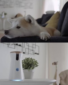 87 reactions · 24 shares | FURBO’S BIGGEST BLACK FRIDAY SALE EVER. SAVE 34% NOW!  What does your dog do when you’re not home? 85% of dog parents worry about their dogs being bored at home alone. “Furbo is fantastic for keeping your dog mentally stimulated when they’re home alone.” - Professional Dog Trainer, Zak George ⏰48 HOURS ONLY⏰ Enjoy FREE 2-day shipping and 30 day money back guarantee. hello.furbo.com/35GOsYJ | Furbo Pet Camera | Facebook