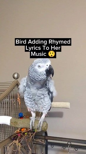 170K views · 5.8K reactions | Bird Adds Lyrics To Her Song #birds #pet #animal #funny #fyp #cosmothefunnyparrot #facebookreels #cute #love #fun #AmaZing | cosmothefunnyparrot | Facebook