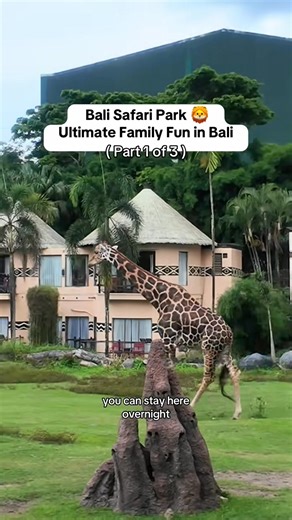 ✨ A day full of adventure at Bali Safari Park! From close-up wildlife encounters to the breathtaking safari journey, every moment felt magical. 漣 If you're planning a trip to Bali, this place is a MUST-visit! ❤️ #BaliSafariPark #BaliTrip #SafariAdventure #TravelDiaries #ExploreBali #WildlifeExperience #FamilyTrip #BucketListTravel #Bali | Bali Perks | Facebook