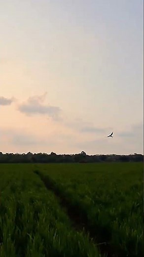 Wait… He Comes Back PERFECTLY 😳🕊️ | MACAW FREE FLIGHT