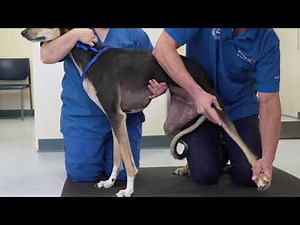 VetSurg Orthopedic Examinations - Pelvic Limb