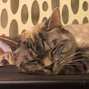 I sleep 20 hours a day @shannonellisdesigns @nala_cat_store www.nalacat.com | Nala_cat