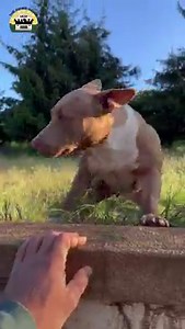 Matilda wanted to check in with all her friends online ❤️ | The Asher House