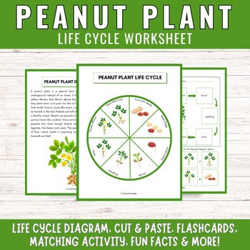 Life Cycle of a Peanut Plant Worksheet | Plant Science Activities & Fun Facts!