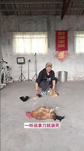 我们家的大公鸡真的太聪明了，能看懂我的肢体语言￼