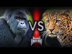 Animal Face Off [10/12] | Gorilla vs Leopard