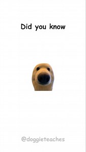 44K views · 1.2K reactions | Doggie Explains How People Use Hacking...