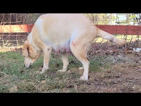 Signs Of Dog Getting Ready To Go Into Labor | Birth Of Puppies
