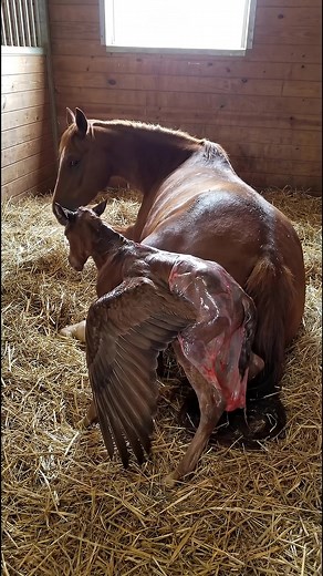 Foal with Wings: A Mythical Creature Unveiled