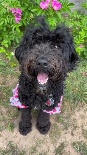 Whoodle or Living Teddy bear? #whoodle 🐶