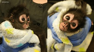 Baby spider monkey and 2 rattlesnakes discovered during California meth bust