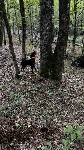 Big Ace | Richard Cook