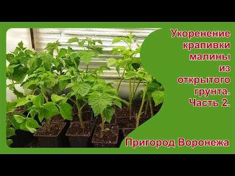 Rooting raspberry nettles from open ground. Part 2. Voronezh suburbs.