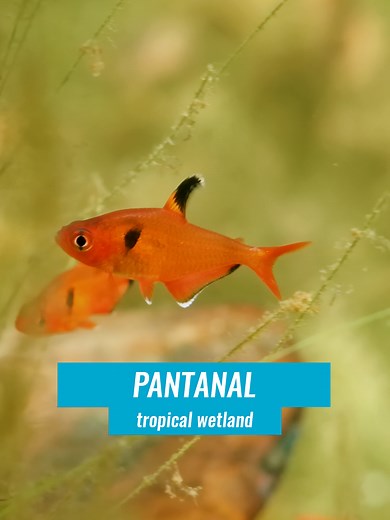 Discovering the Biodiversity of the Pantanal Wetlands