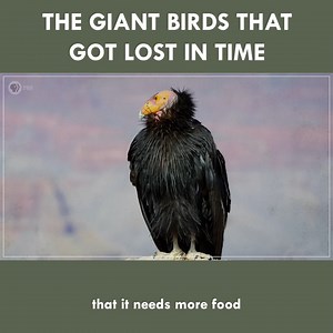 The Giant Birds Lost In Time | Eons • PBS