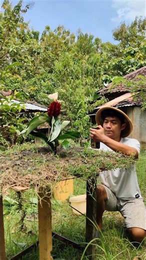 videography reverse bunga merah.