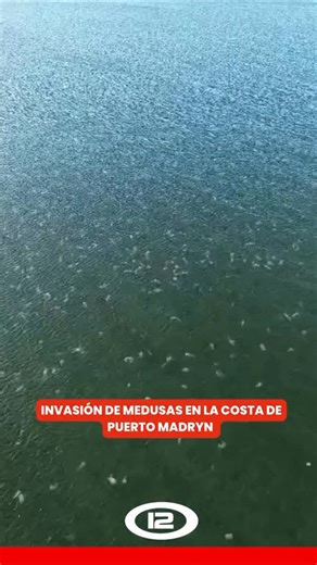 #VIRAL| INVASIÓN DE MEDUSAS EN LA COSTA DE PUERTO MADRYN Una impactante toma aérea registrada con dron muestra una gran concentración de medusas en la costa de Puerto Madryn. Desde el aire se aprecia la magnitud del fenómeno, con numerosos ejemplares de gran tamaño desplazándose cerca de la orilla @marco5miranda | Canal 12 Web