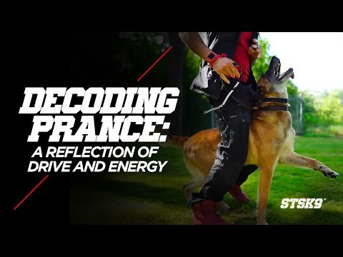 Decoding the Prance: A Reflection of Drive and Energy in Dog Training