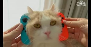 𝑩𝒓𝒆𝒂𝒅 𝑰𝒔 𝑴𝒊𝒏𝒆🍞🥖 on Instagram: "PS DD . . . . . ✓Follow my Instagram for more KITTISAURUS DD videos ✓Save? You can save it ✓Share? You can share it too(tag me please heheh) ✓Repost? You can repost my video but tga me please heheh ✓Are you already subscribe KITTISAURUS channel? If not go subscribe now link in bio!!! . . . Spesial tags💞: @claire_luvcat @incrediblelala . . . Hashtag: #kittisaurus_dd #creamheroes_dd #claireluvcat #cats #catfans #catfans_official #catlovers #catvideos #c