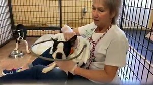 As you may know, our 15,000th rescued dog, Iris, is blind. Today she is trying out a “Muffin’s Halo” that was donated to us. This allows a dog to have a bumper ring around its head to avoid head/muzzle bonks. It’s a little awkward at first when a dog first learns to use it, even for the kennel mate. But dogs do adjust to it and it ends up being a valuable safety and security piece. We will update you on Iris as she becomes more adjusted to her halo. There couldn’t be a more fitting accessory for