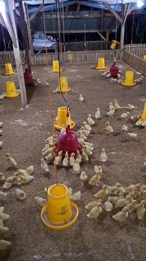 bebek peking #bebek #lewatberanda #fyp #peternakan #farmlife