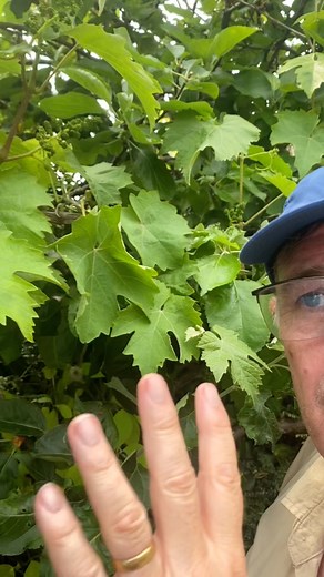 How I prune my out door grape vine #gardentipsforbeginners #garden #plants #grapevine | Dave The Plantman