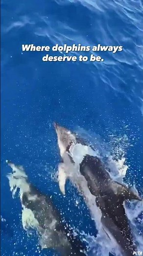 This Is What Dolphins Lose in Captivity 💔🐬