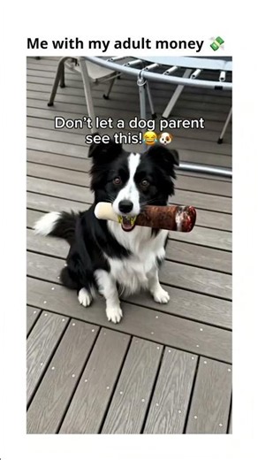 coolest toy for dog