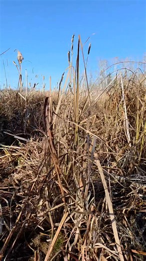 13 reactions | Video #1, A lil video on Rat Root or can be called Sweet Flag and Calamus Root...I absolutely love using this medicine. I use it in my teas, all the time. It helps with so many different things. If you know, you know ❤️ Colds, Flu, Toothache, Indigestion, Menstrual Cramps, the list goes on and on. Its an amazing addition to your healing kits. We love it and hope you do too #atouchofmetis #naturalmedicine #ratroot #healingbath | A Touch of Métis | Facebook