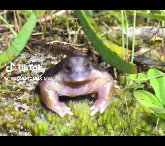 turtle frog!! #turtlefrog #greenscreenvideo #frog#frogs#frogsoftiktok#froggies#phrog#animals#animalsoftiktok#monkeyfrog#frogspawn#spawn#pet#petfrog#amphibians#reptile#bug#bugs#froggy#frogsontiktok#dumpy#dumpytreefrog#dumpytreefrogs#frogsoundchallange#frogsong#exoticpets #toad#toads#toadsoftiktok#tadpoles#frogeggs#budgettsfrog#pacmanfrog#rainfrog#milkfrog#pixiefrog#bullfrog#bullfrogs#glassfrog#greenfrog#hornedfrog#ribbit#creek#water#stream#river#lake#pond#bog#nature#africanbullfrog#africanbullfro