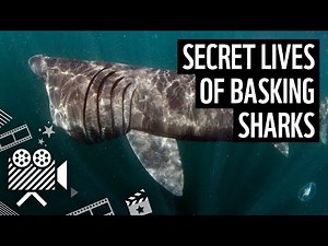 Robot cameras reveal secret lives of basking sharks | WWF