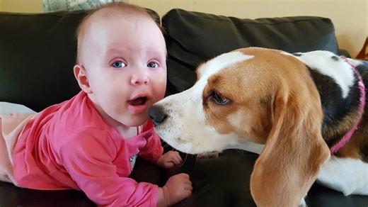 Gentle Giants—How Nicely Beagle Dogs Play with a Little Girl