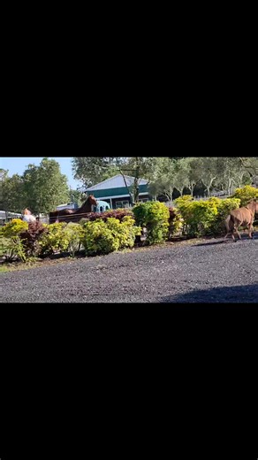 Some ponies made a get away today and didn't want to get caught! | Hope Equine Rescue, Inc