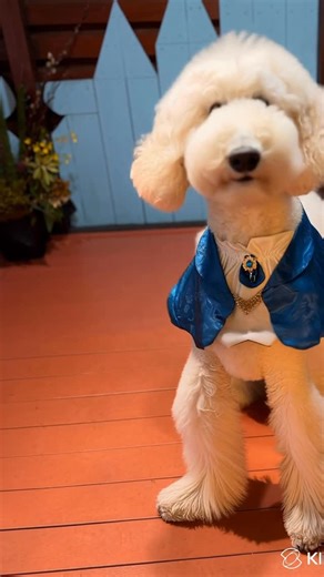 もりたま🌳🐩 | 初心者でも『king2.6MotionControl』アプリのテンプレートを使えば超簡単に面白動画が作れるから レンを踊らせてみたよ🤭❣️ ノリノリ😂 #pr#klingaidance#klingmotioncontrol #poodle | Instagram