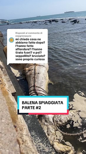 Balaenoptera Physalus: La Balena Spiaggiata di Livorno