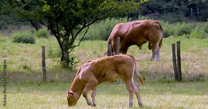 Brown calf and bull grazing in adjacent pasture