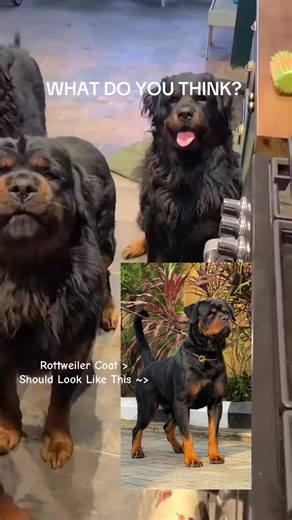 Importance of Quality Rottweiler Coats