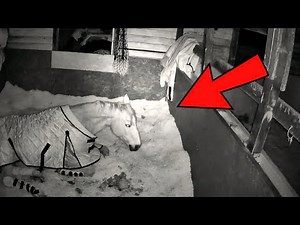 Personne ne croyait ce que ce cheval faisait la nuit, jusqu’à ce qu’une caméra le capture.