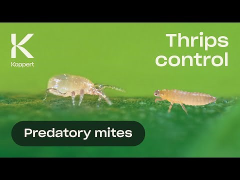 Thrips Control with Predatory Mites (Neoseiulus cucumeris)