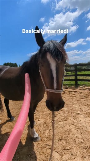 This doesn't seem like a big deal, but this is a big deal. This horse only few weeks ago was hiding behind a tree to pee when I would return her to the paddock. (Relationship goal) Achieved 😂😂😂 😂😂😂😂 #horeemanship #whenyouvegottogoyouvegottogo #ilovehorses🐴 #horsetraining #horsetrainingtips #horselife | The Equine System