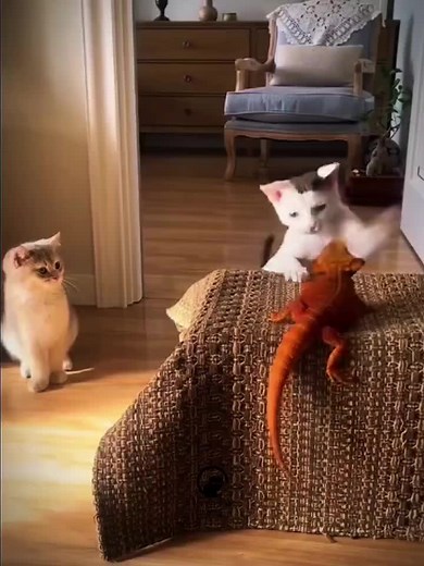 cats & lizards 🔥☠️#cat #cutecats