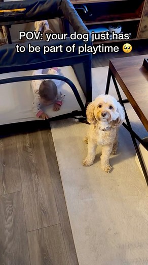 Luna The Mini Cockapoo on Instagram: "Unbreakable bond 🥺❤️ #dogs #puppylove #minicockapoo"