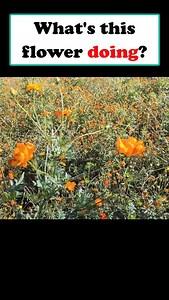 3K views · 55 reactions | How can you describe this movement in English? And in your language? Sometimes the idiom is the same; sometimes different. Let's collect answers and I will summarise and explain the English answer by tomorrow. #neoenglish #englishteachersofinstagram #english #anglais #英語 #ingles #inglese #영어 #tiếnganh #flowers #cosmosflower | NEO English with Pam | Facebook