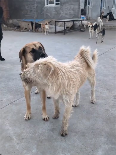 Rocky vs. King Charles: The Power of Calm