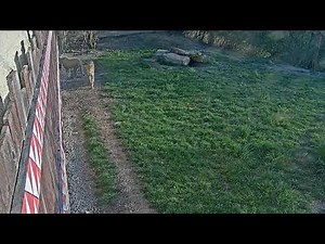 Live-stream video Cheetah Cam at the Pittsburgh Zoo & Aquarium.