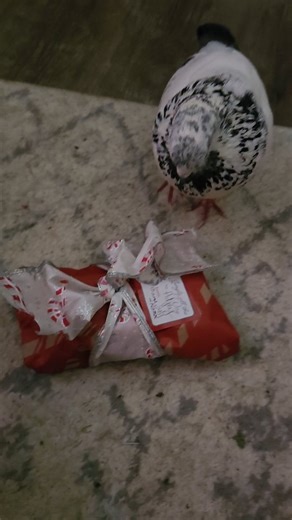 Snowy Marshmallow Pidgey on Instagram: "Merry Christmas, everybirdy! Enjoy this video of me opening my gift 🎄 . . #christmas #pigeons #birds #presents #animals"
