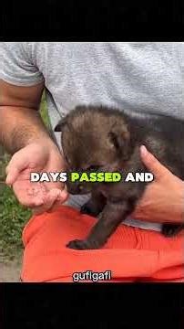 watch how this family save this puppy in death situation #puppy #survive