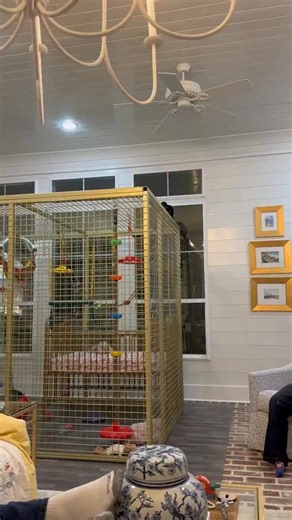 Just a routine Friday night of chaos with Frannie and Annie, at the Smith house. #ditl #fyp #monkey #friday #chaos | Triple R Farms Hattiesburg, MS